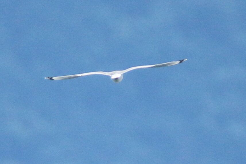 Mouette de Franklin - ML62555551