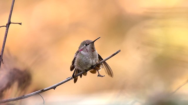 Anna's Hummingbird - ML625555571