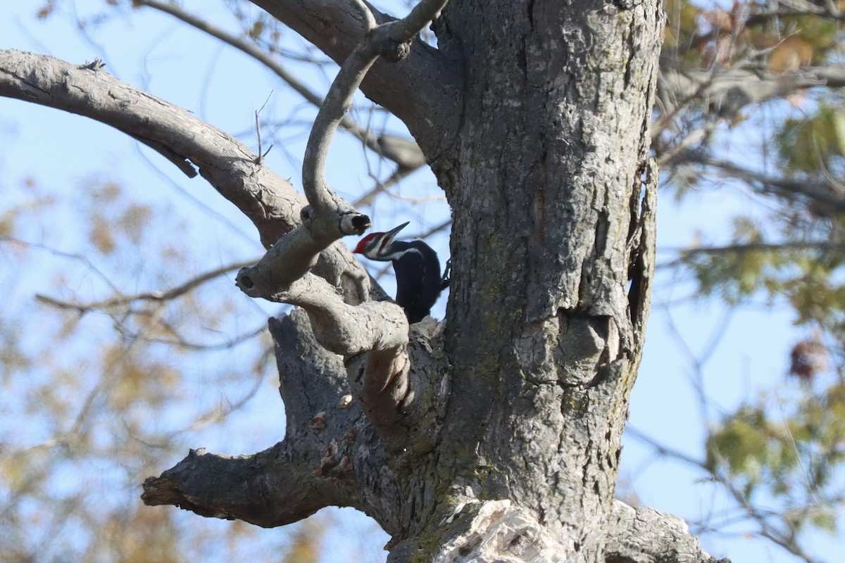 Pileated Woodpecker - ML625555572