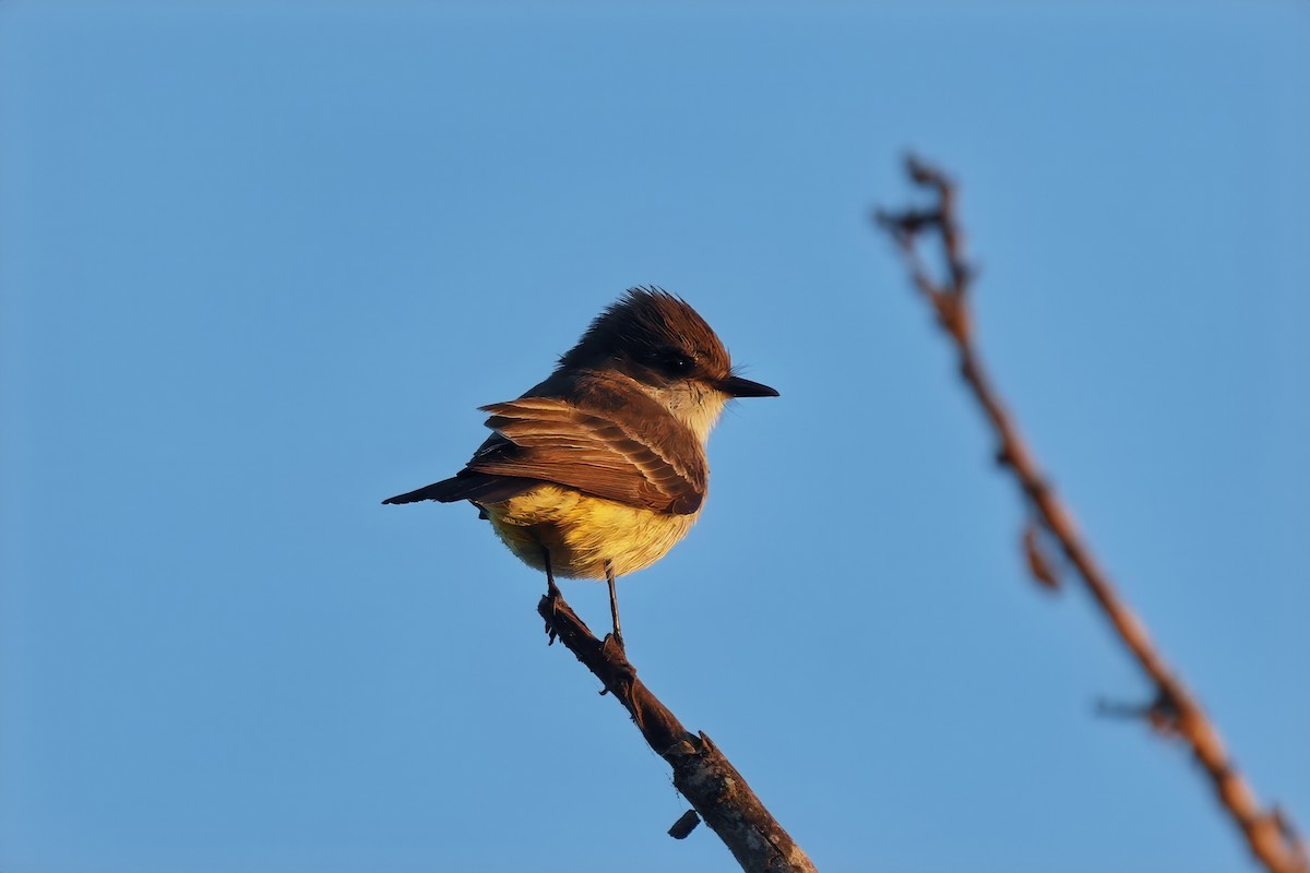 Vermilion Flycatcher - ML625555618