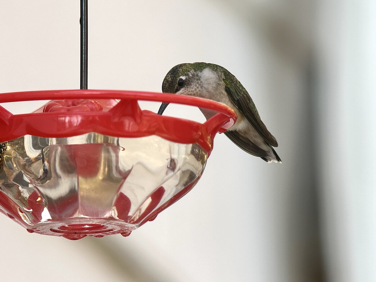 Ruby-throated Hummingbird - ML625555696