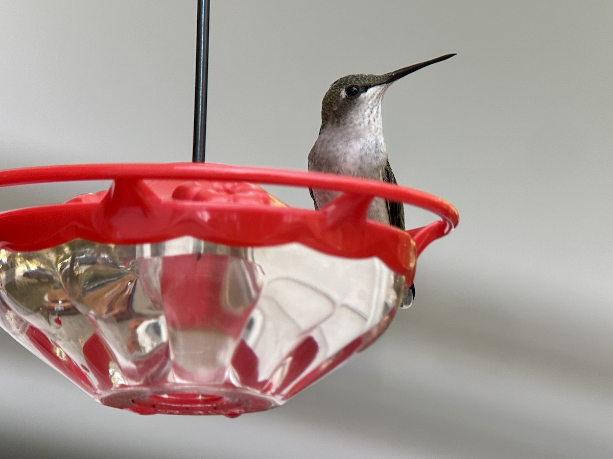 Ruby-throated Hummingbird - ML625555697