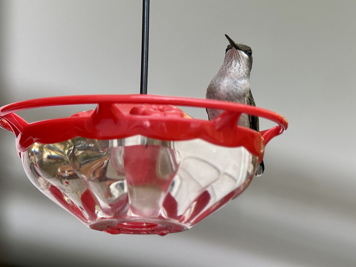 Ruby-throated Hummingbird - ML625555698