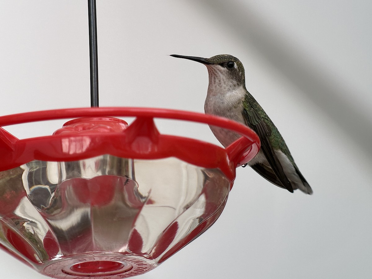 Ruby-throated Hummingbird - ML625555699