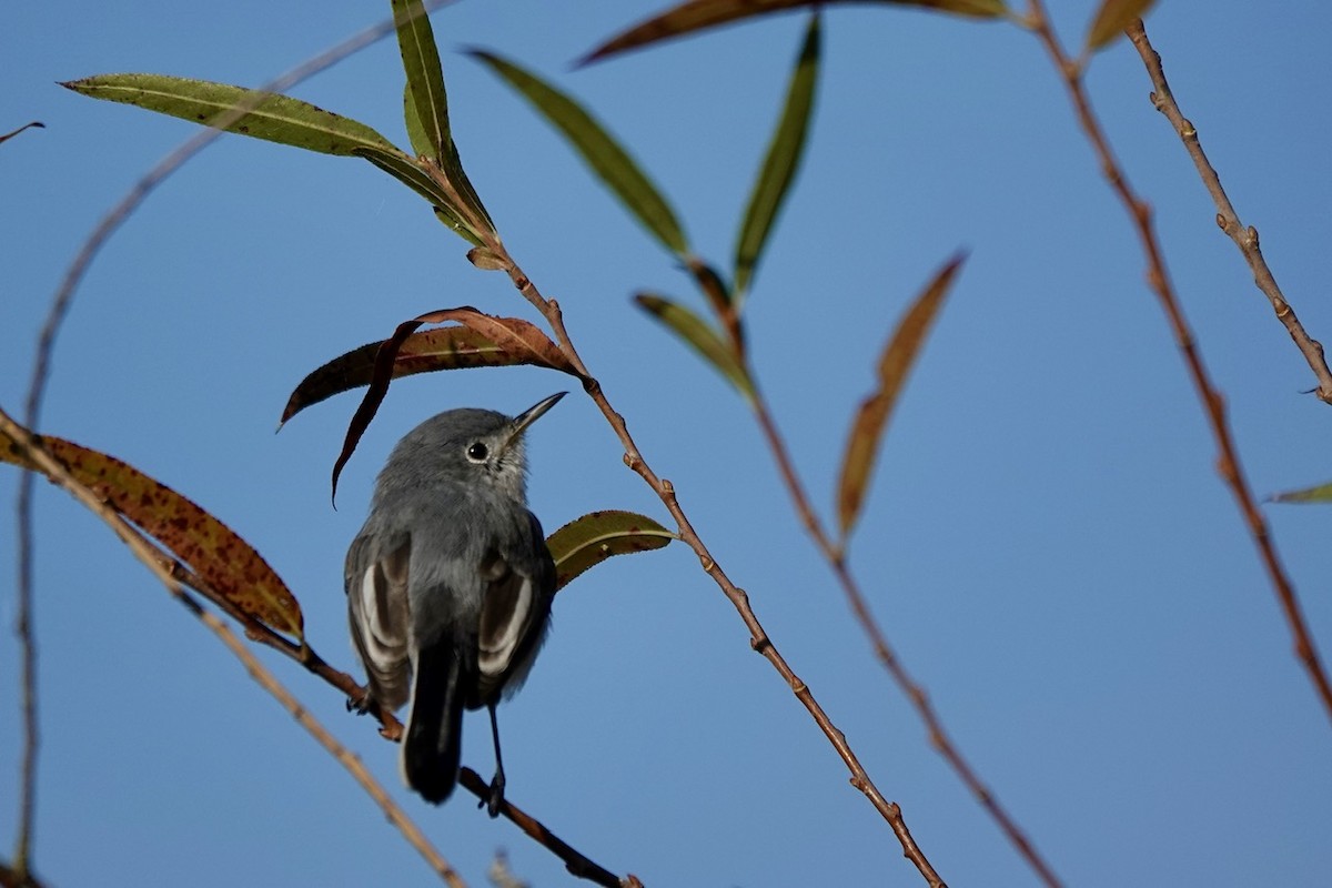 Blue-gray Gnatcatcher - ML625555719