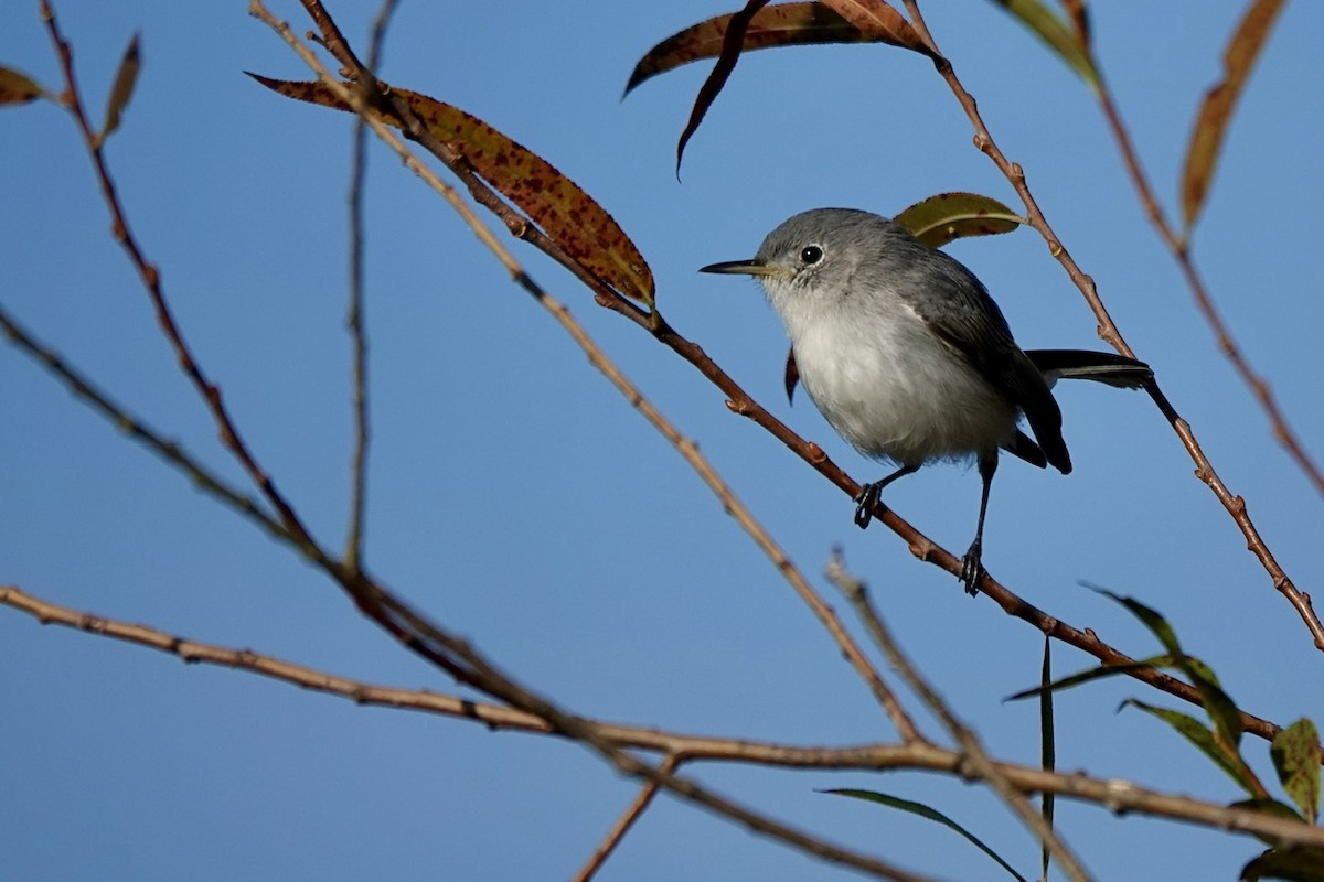 Blue-gray Gnatcatcher - Fleeta Chauvigne