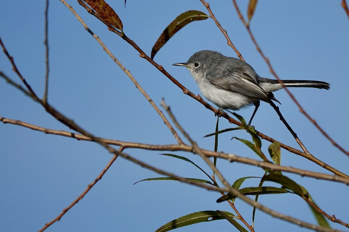 Blue-gray Gnatcatcher - ML625555721