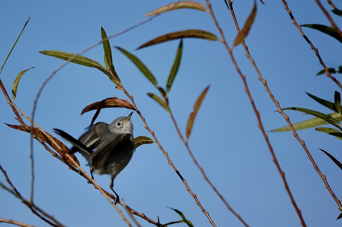 Blue-gray Gnatcatcher - Fleeta Chauvigne