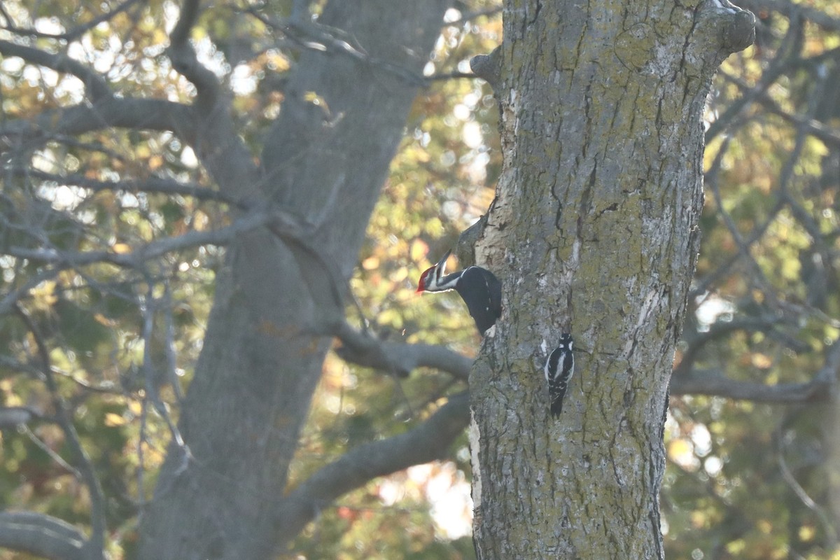 Pileated Woodpecker - ML625555738