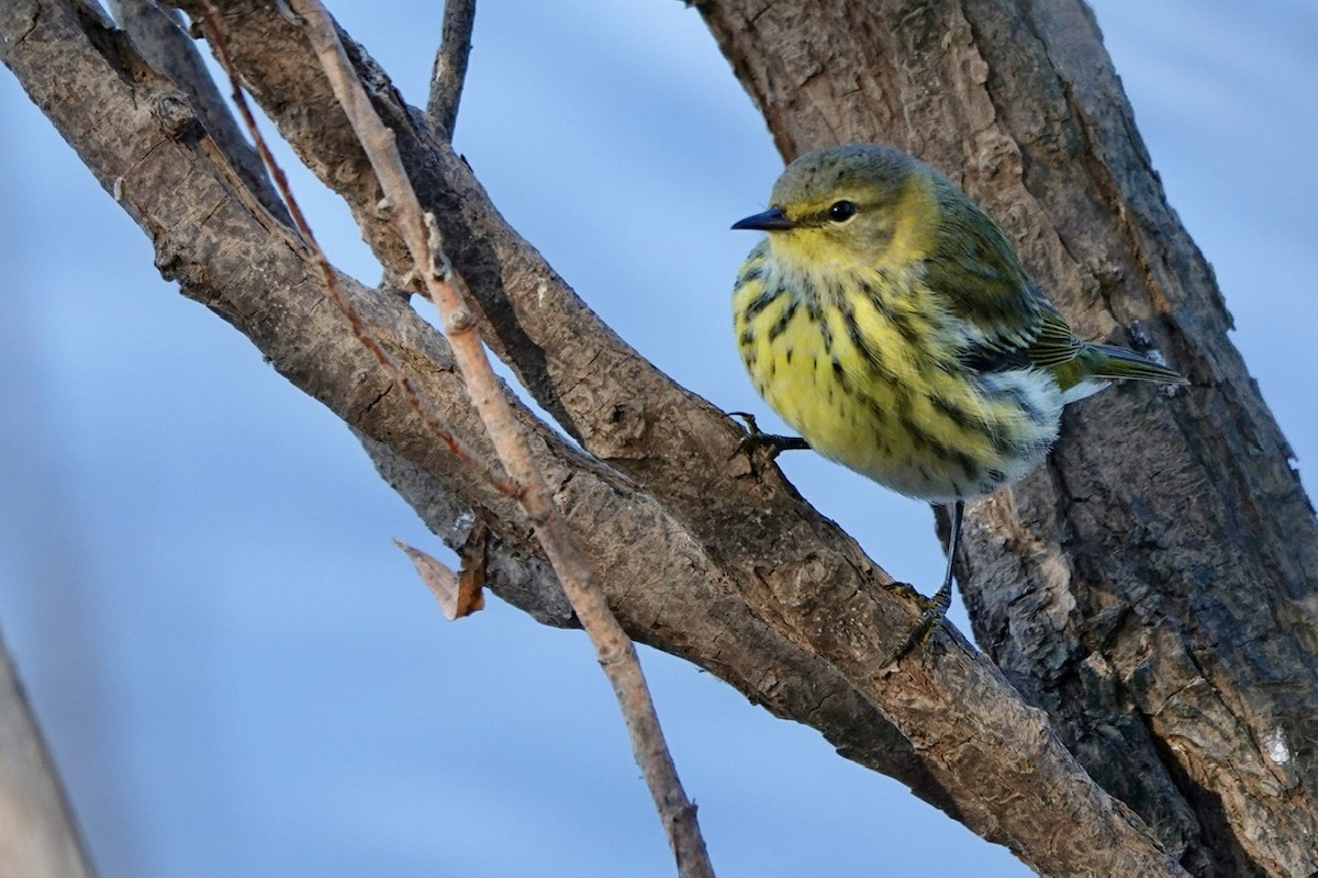 Cape May Warbler - Fleeta Chauvigne