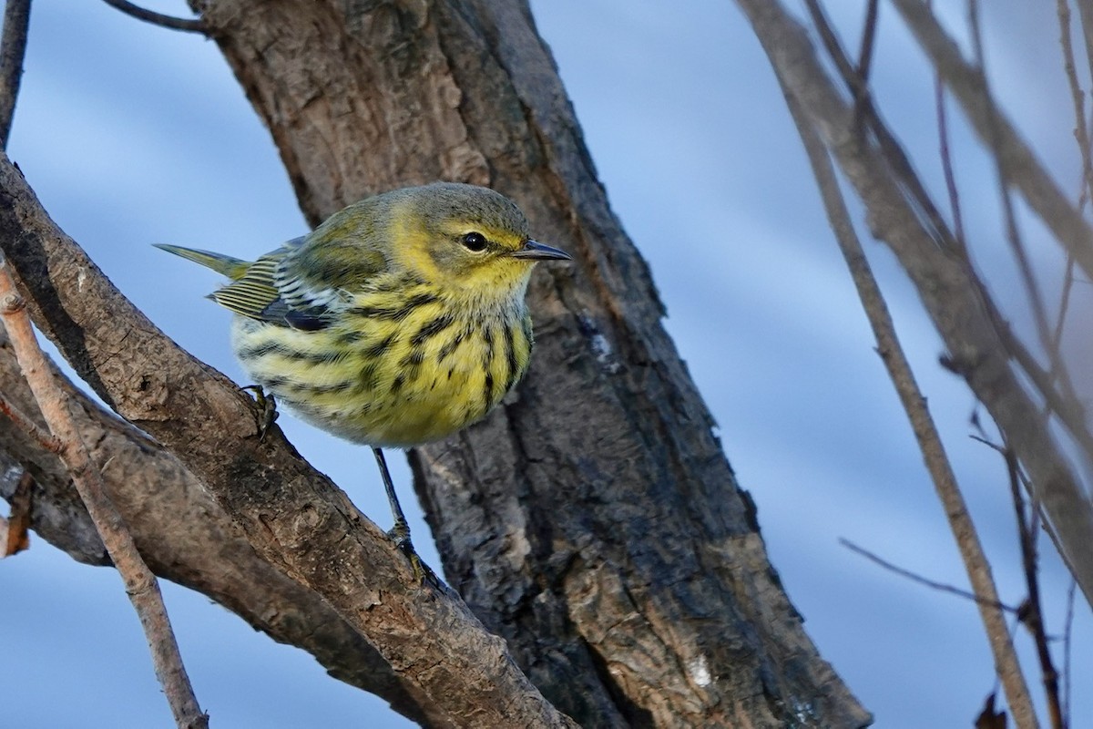 Cape May Warbler - ML625555794