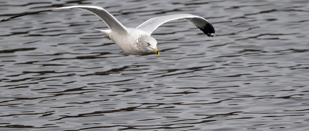 Ring-billed Gull - ML625555834