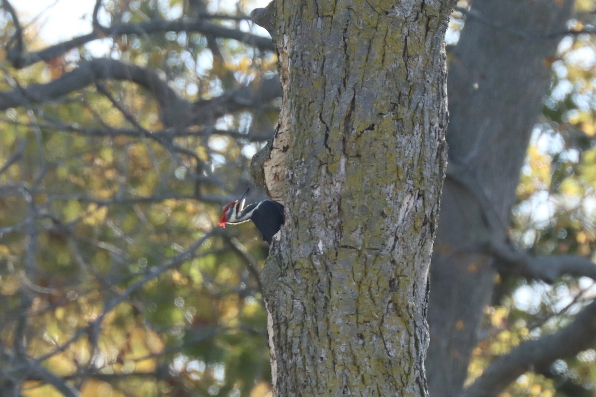 Pileated Woodpecker - ML625555841