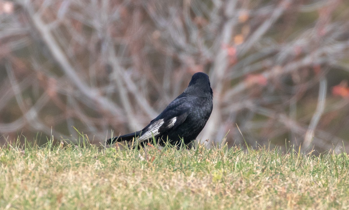 American Crow - ML625555845