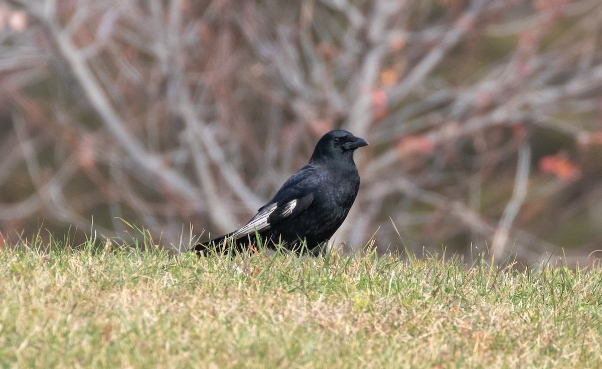 American Crow - ML625555848