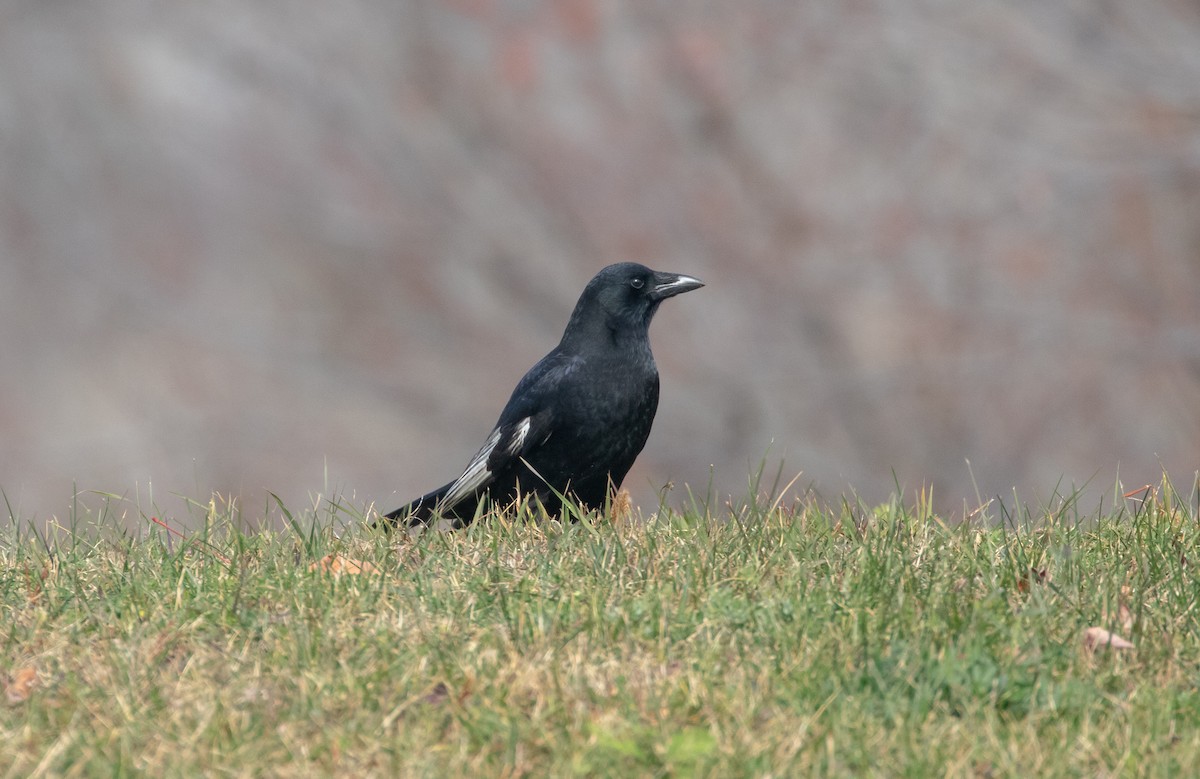 American Crow - ML625555849