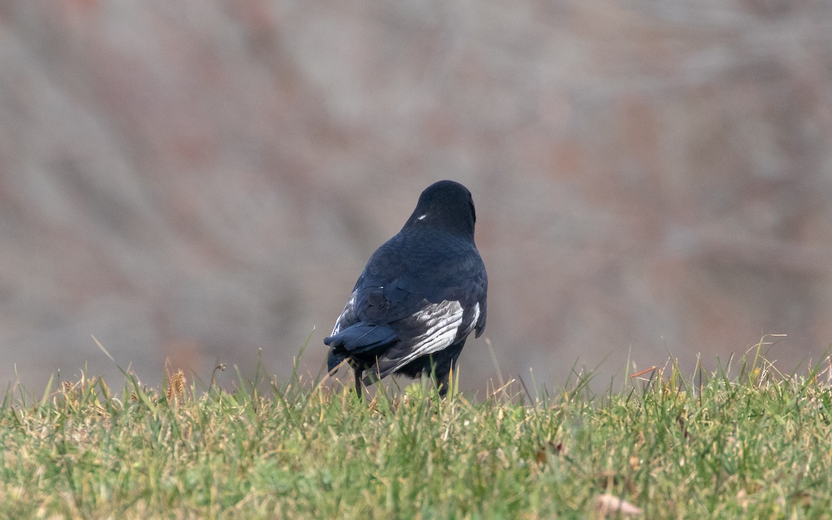 American Crow - ML625555851