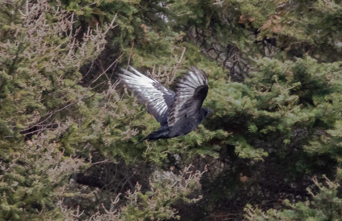 American Crow - ML625555852