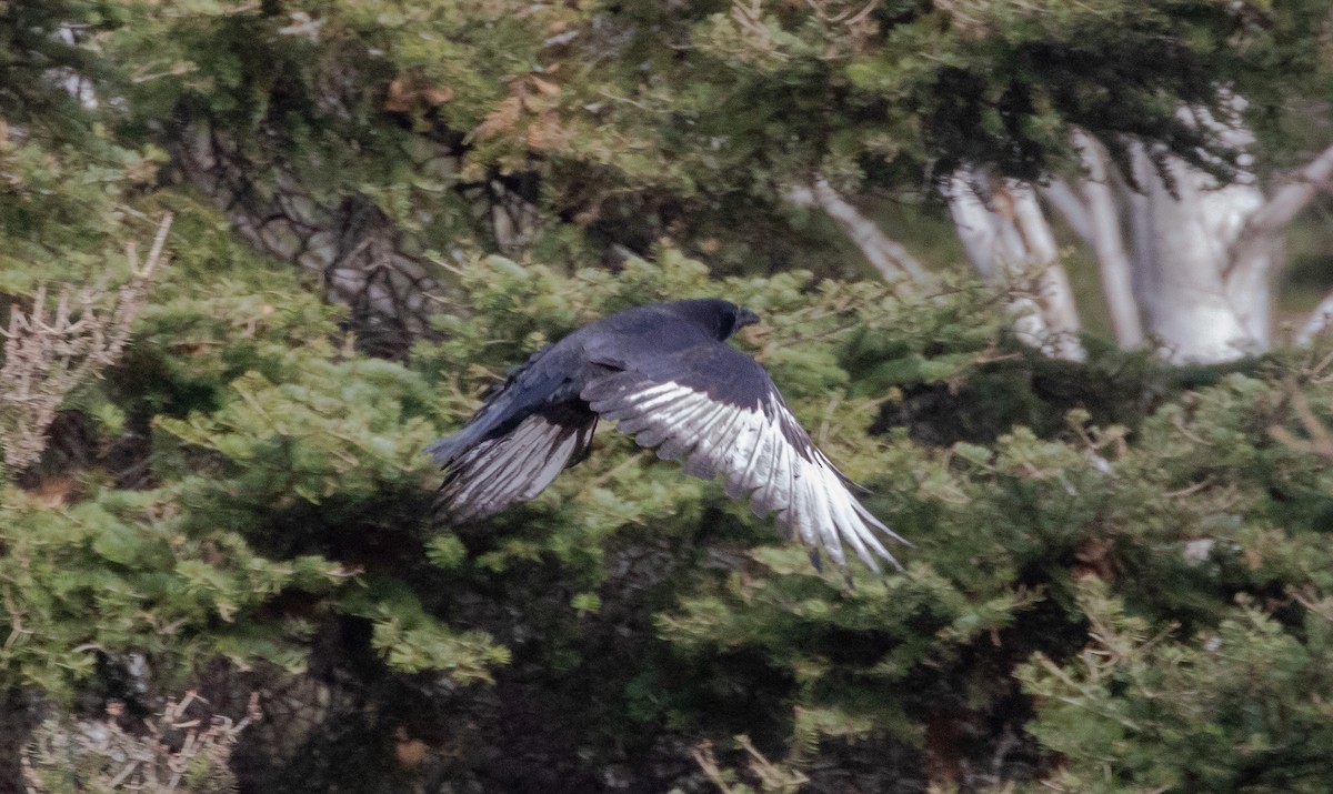 American Crow - ML625555854