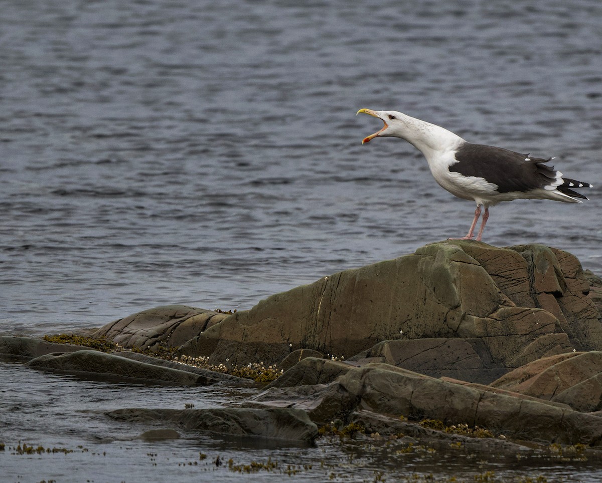 Great Black-backed Gull - ML625555859
