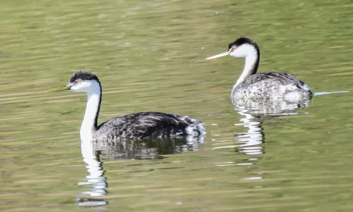 Clark's Grebe - ML625555958