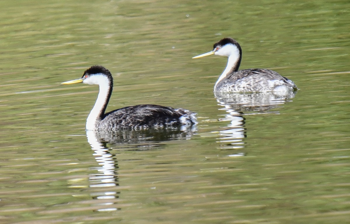 Clark's Grebe - ML625555959