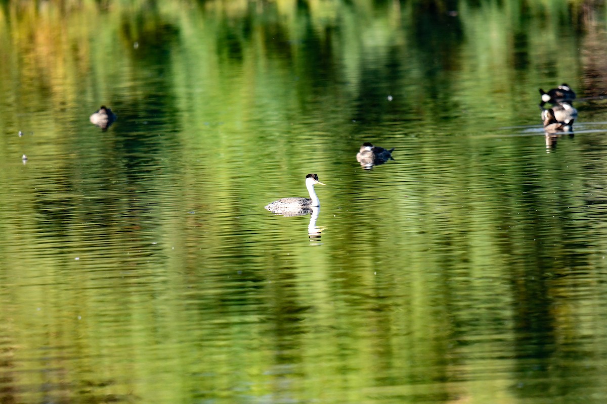 Clark's Grebe - ML625555960