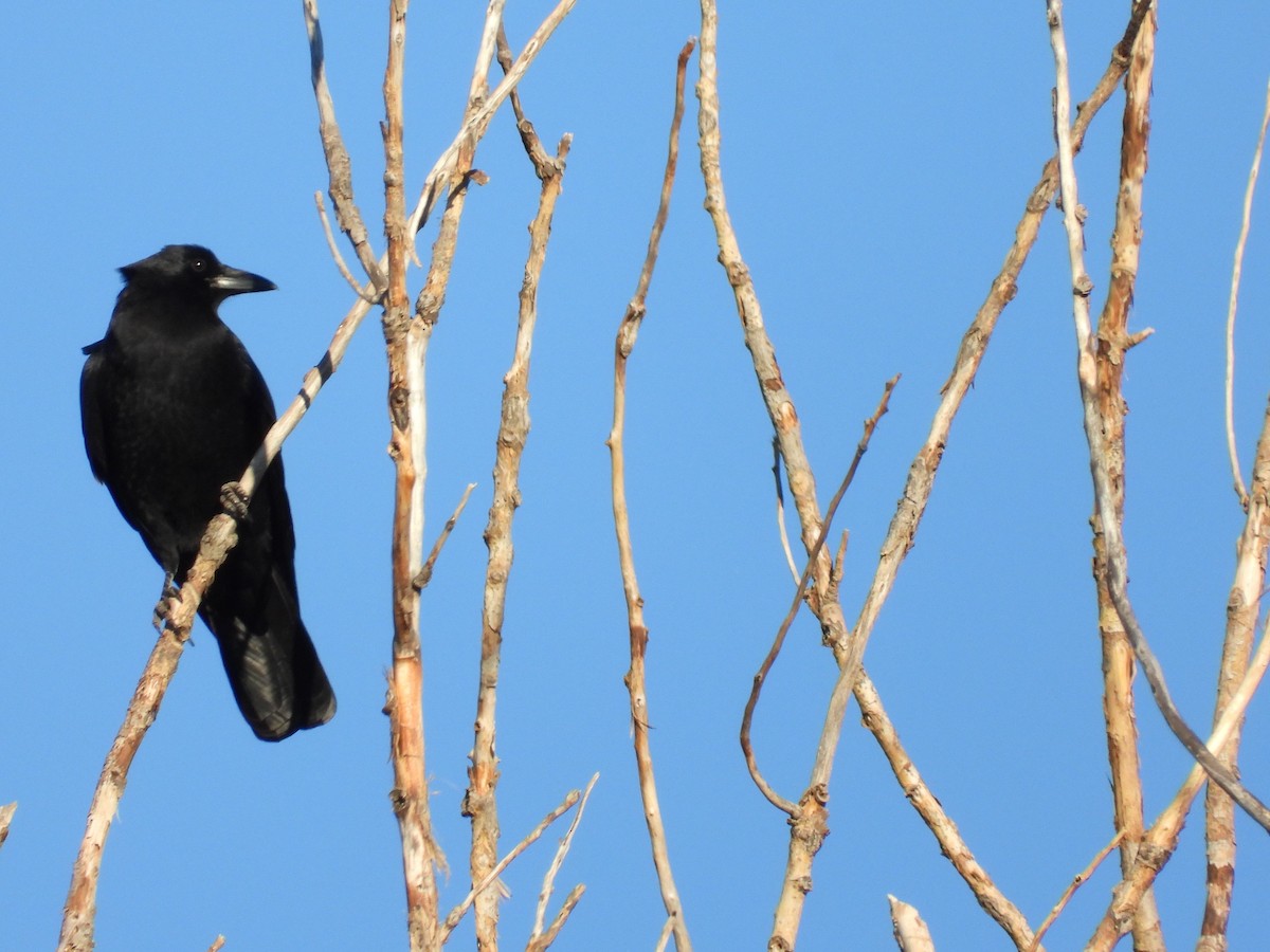 American Crow - ML625555988