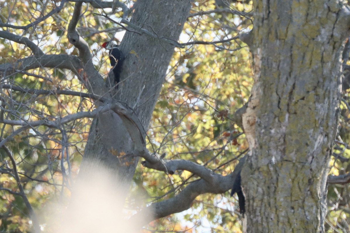 Pileated Woodpecker - ML625556004