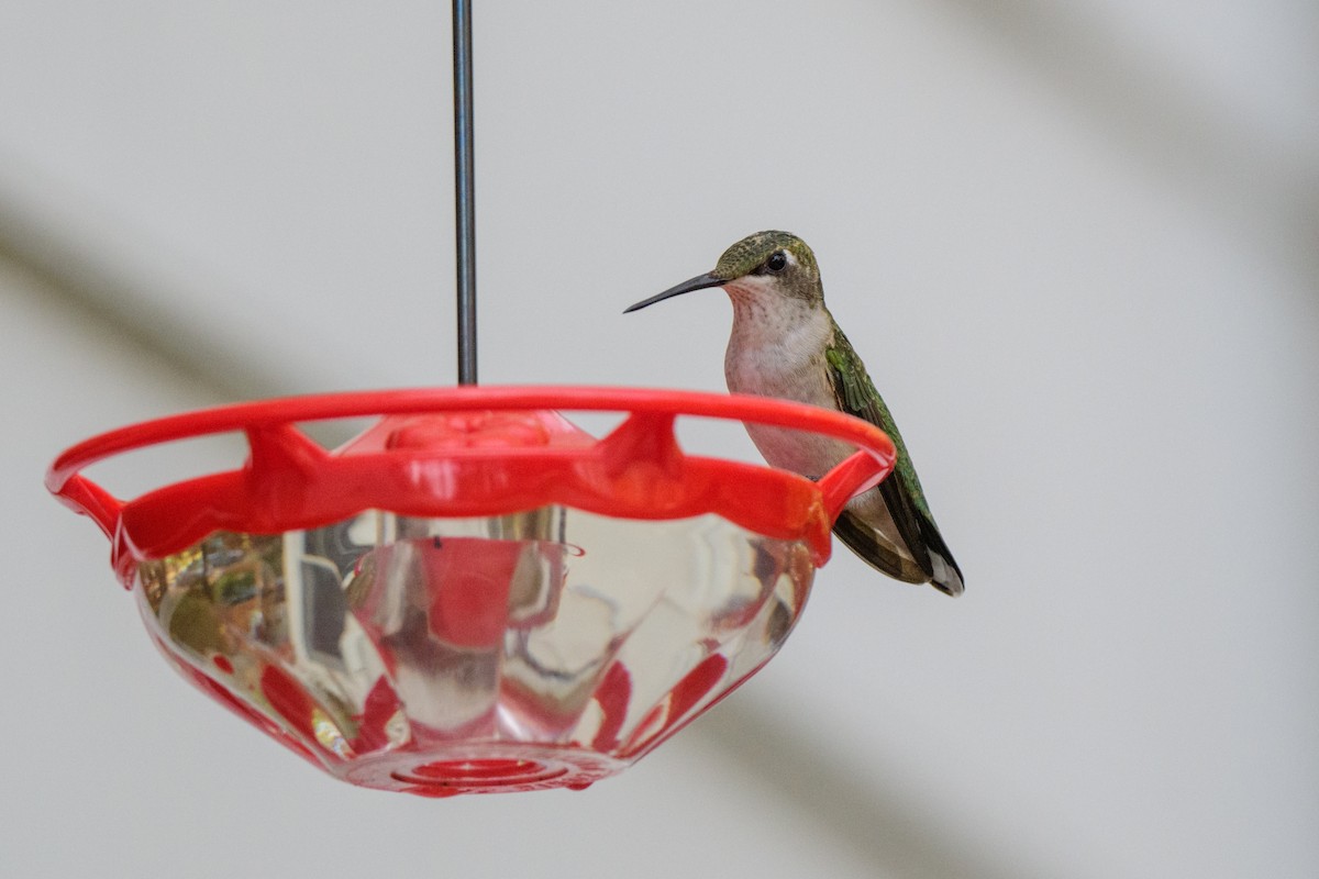 Ruby-throated Hummingbird - ML625556241