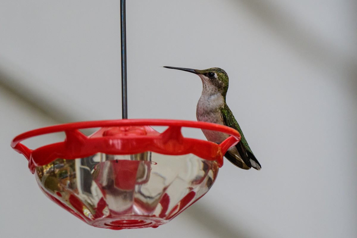 Ruby-throated Hummingbird - ML625556242