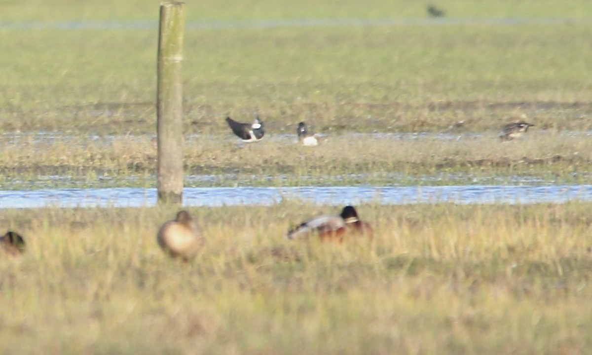 Northern Lapwing - ML625556356