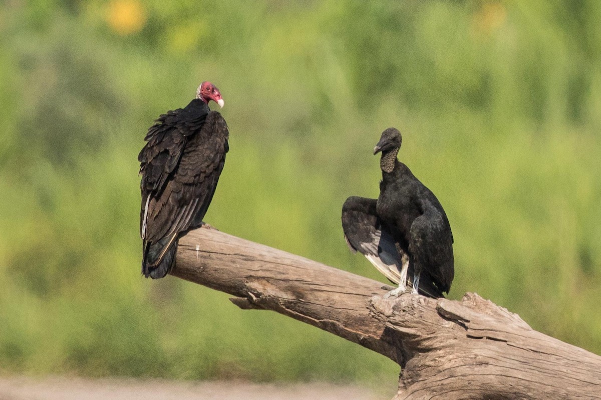 Turkey Vulture - ML62555641