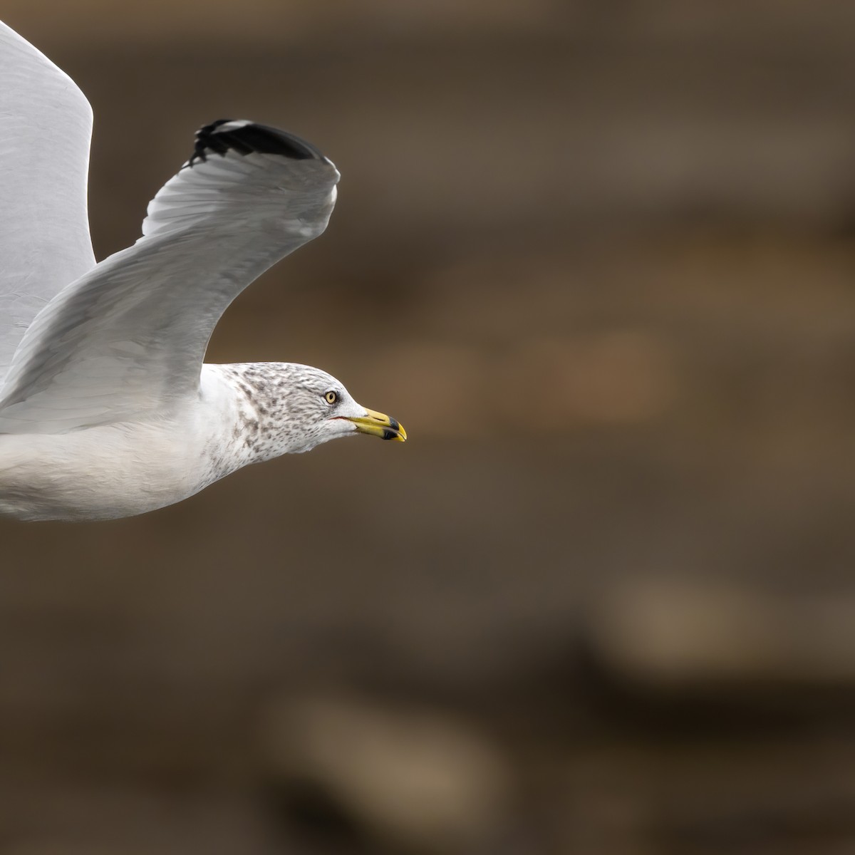 Ring-billed Gull - ML625556460