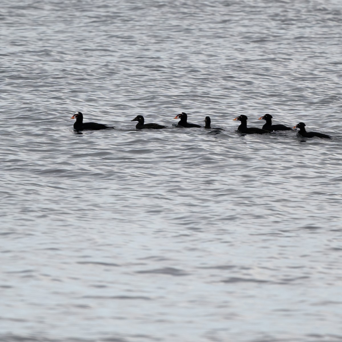 Surf Scoter - ML625556463