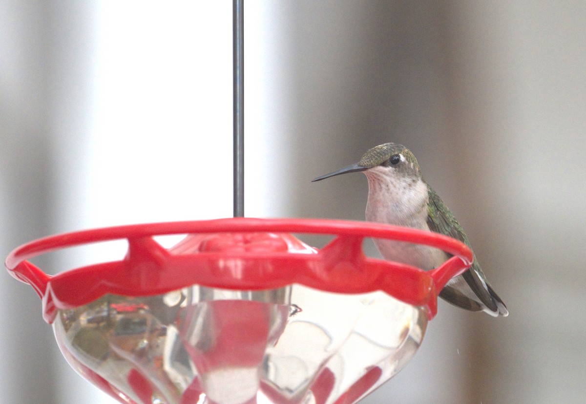 Ruby-throated Hummingbird - ML625556589