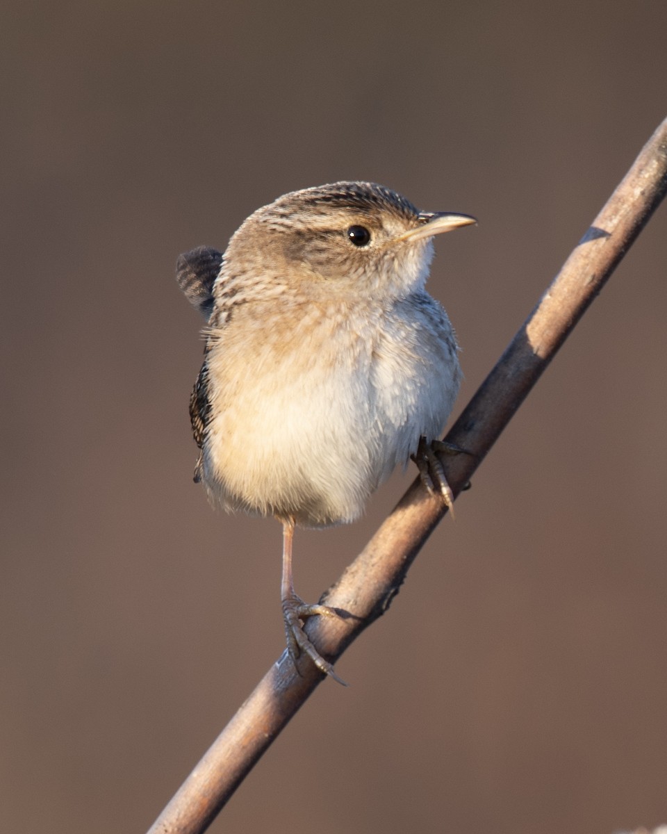 Sedge Wren - ML625556594