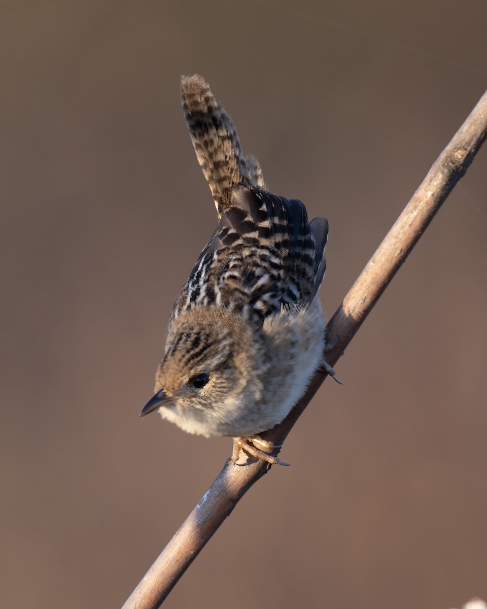 Sedge Wren - ML625556595