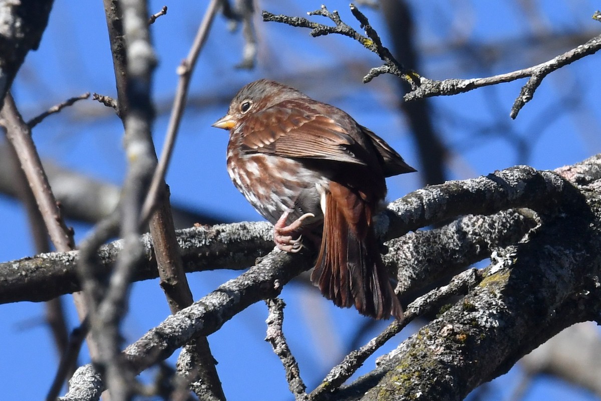 Fox Sparrow - ML625556691