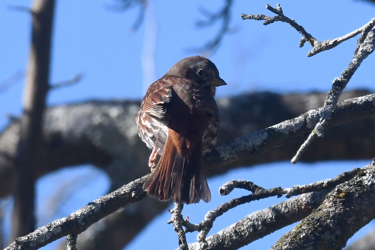 Fox Sparrow - ML625556692