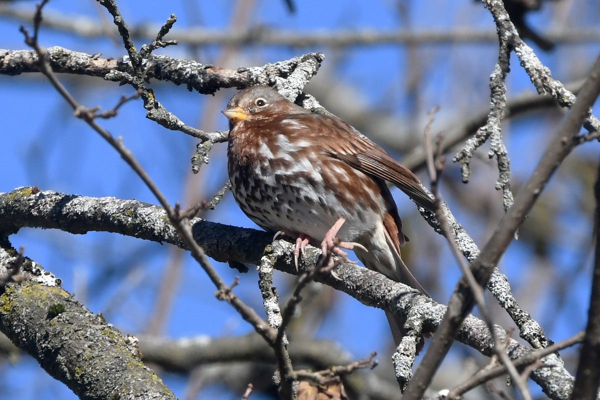 Fox Sparrow - ML625556703
