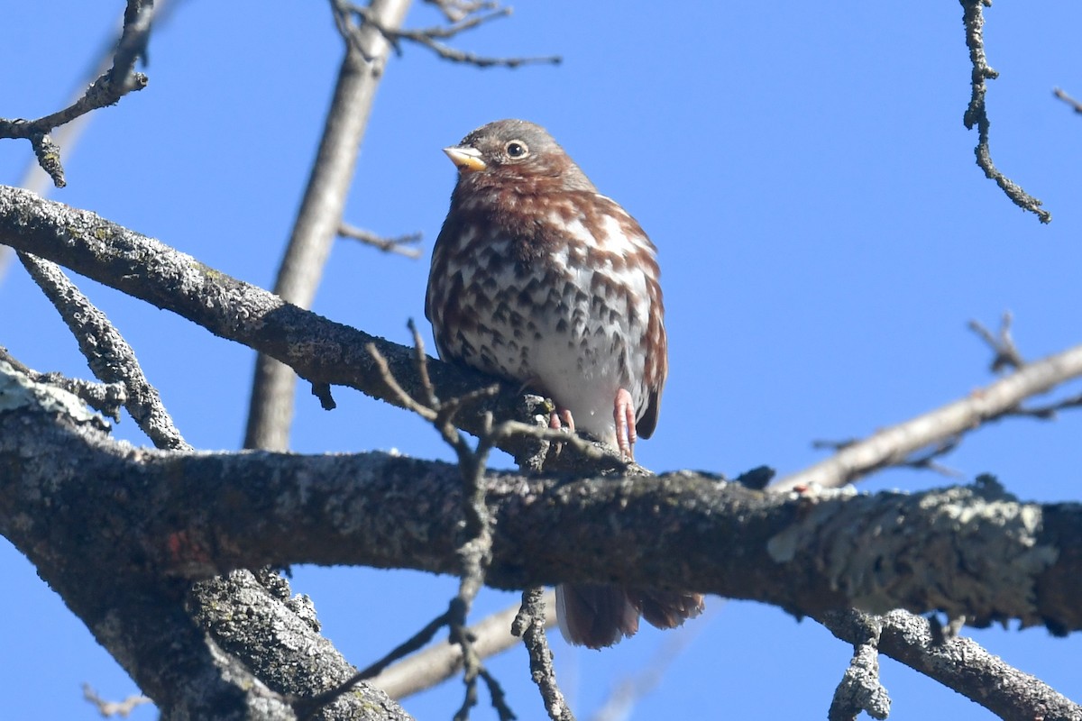 Fox Sparrow - ML625556709