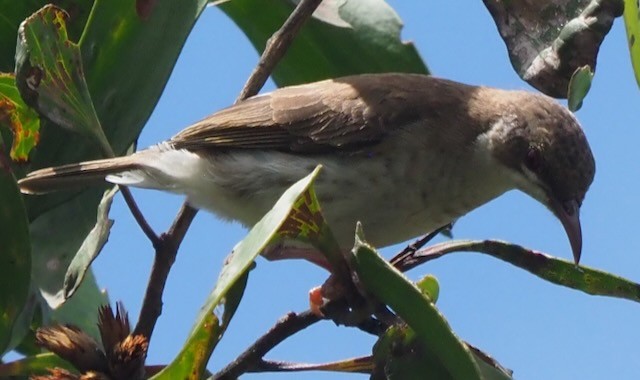 Brown-backed Honeyeater - ML625556838