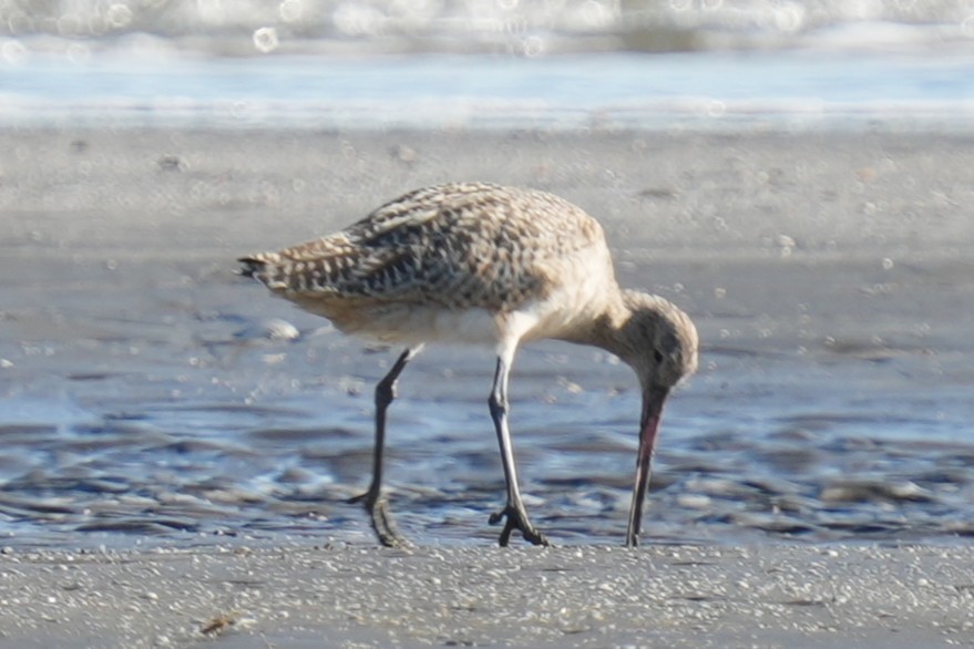 Marbled Godwit - ML625556869