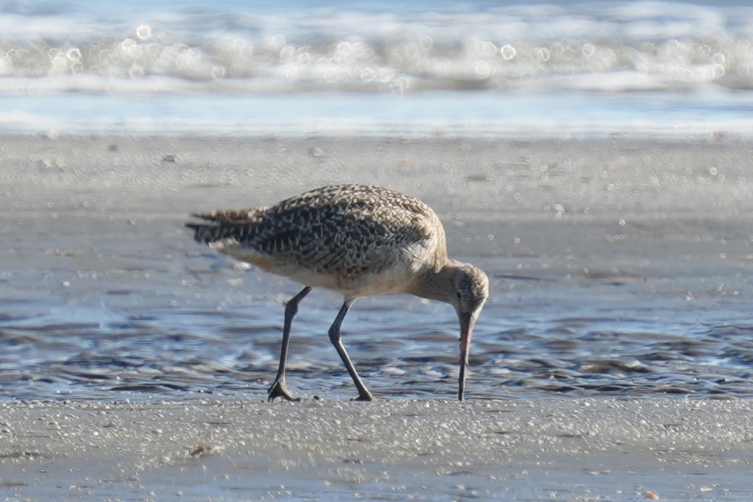 Marbled Godwit - ML625556870