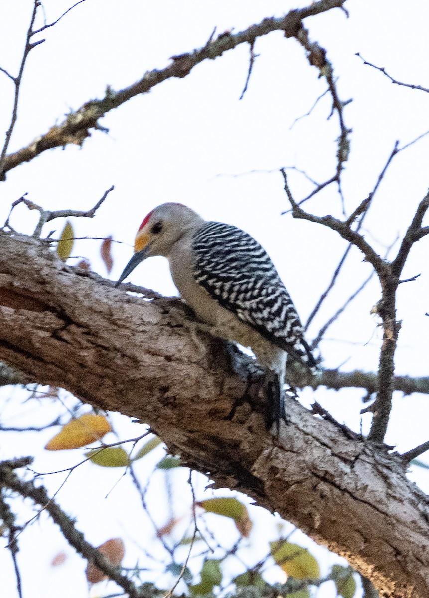 Golden-fronted Woodpecker (Northern) - ML625556889