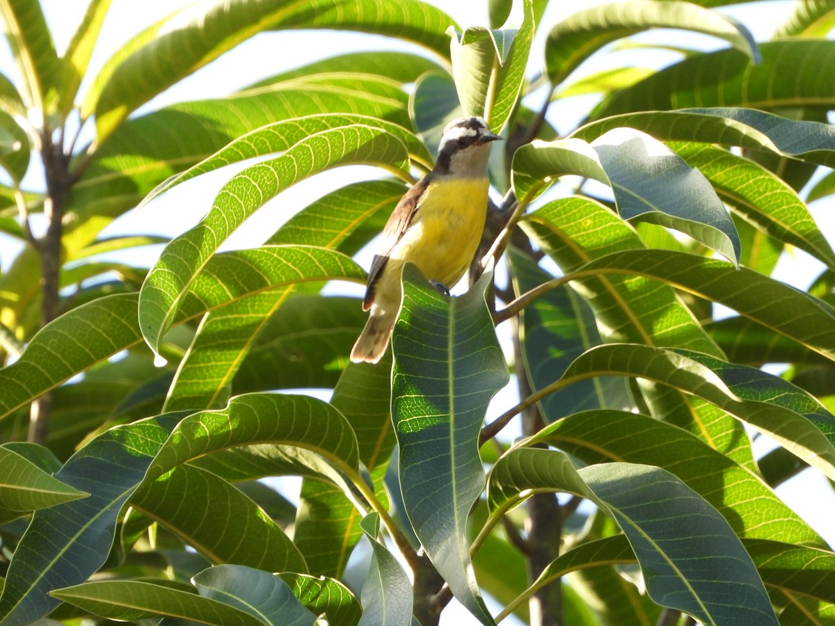 Bananaquit - ML625557249