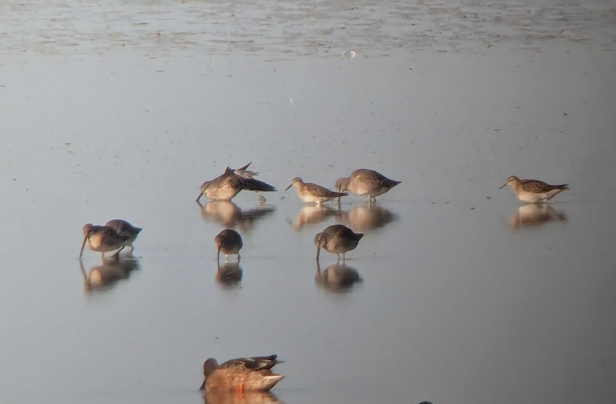 Baird's Sandpiper - ML625557279