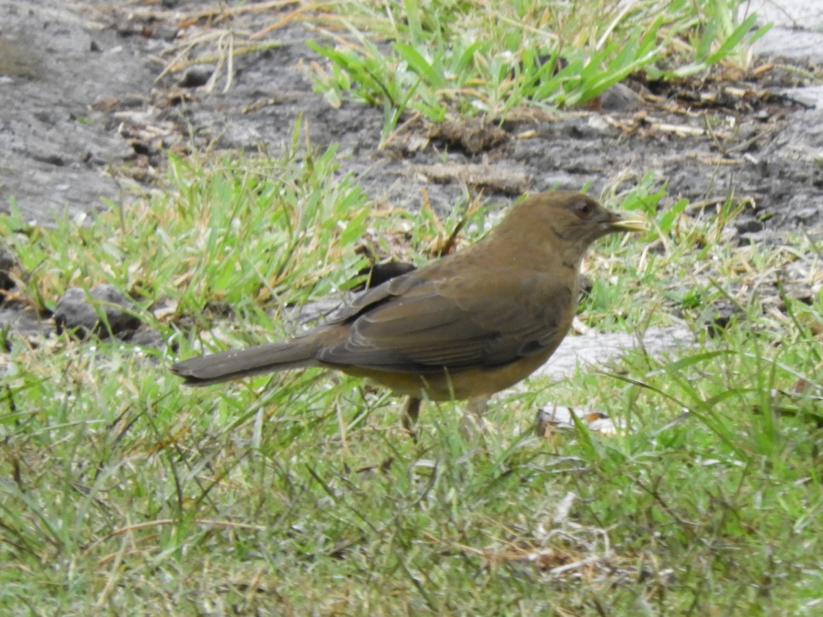 Clay-colored Thrush - ML625557304