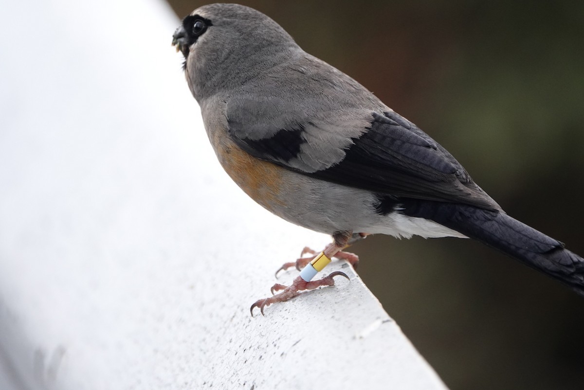 Taiwan Bullfinch - ML625557316